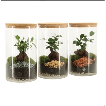 Terrario jardín eterno Ficus - Imagen 1