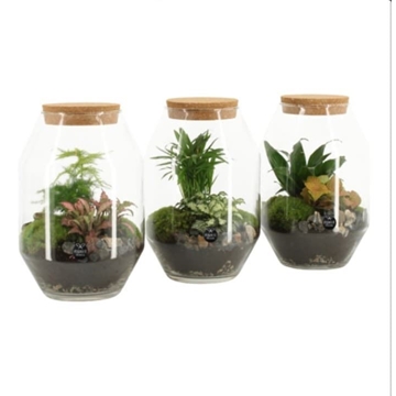 Terrario jardín eterno - Imagen 1